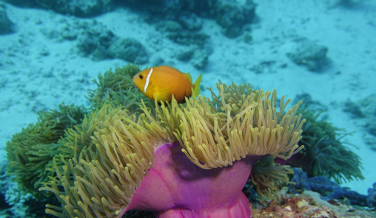 Pește-clovn deasupra unei anemone magenta