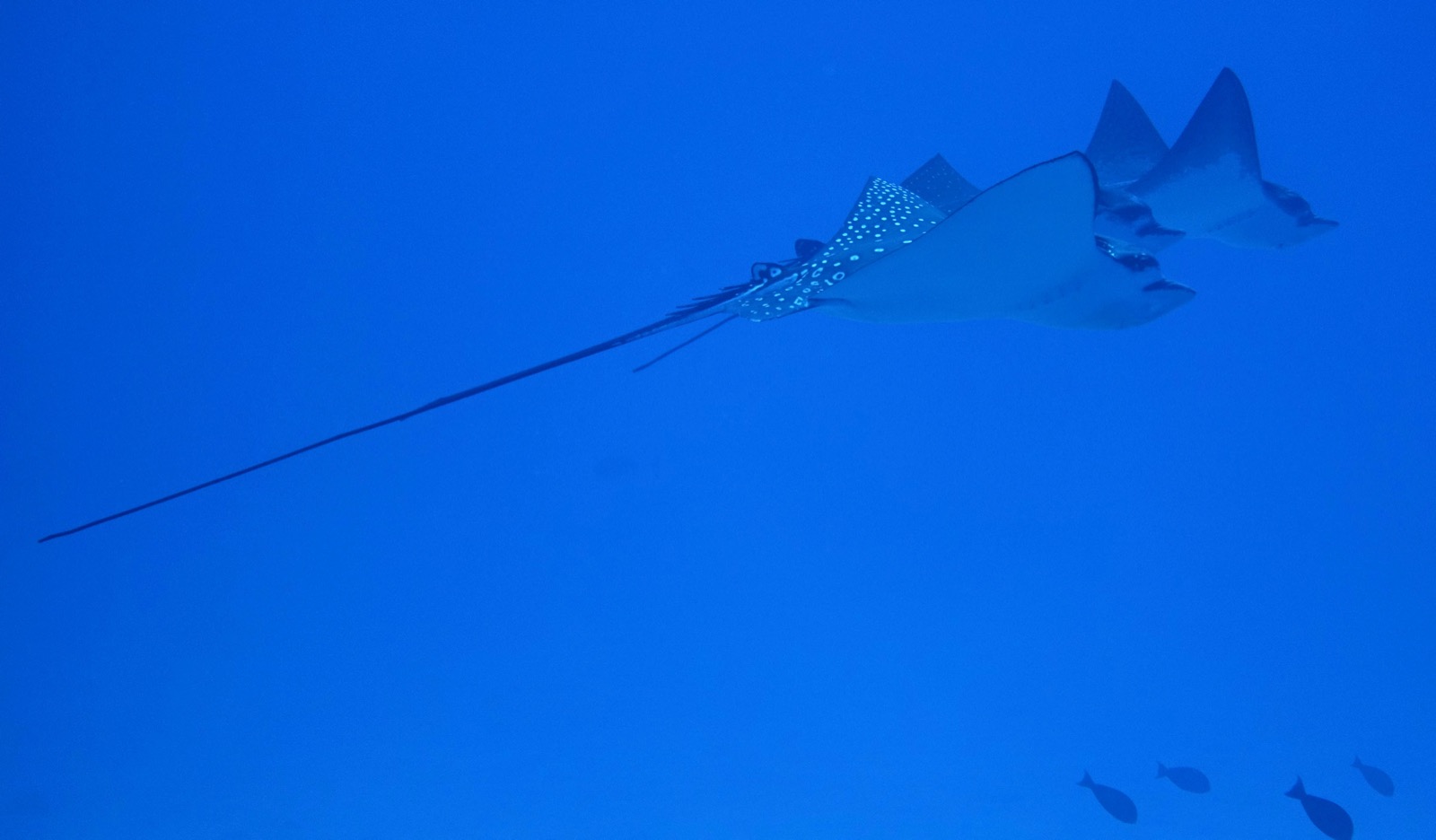Peisaj de mare pentru excursii de scufundări